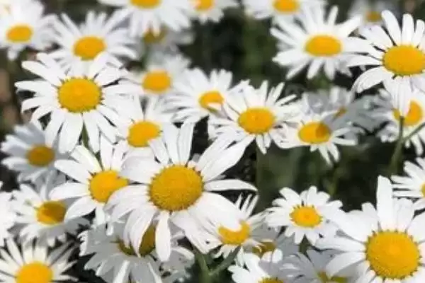 菊花种子的育苗方法 ,菊花种子在春季何时育苗为佳呢?插图3 菊花种子的育苗方法 ,菊花种子在春季何时育苗为佳呢?插图3