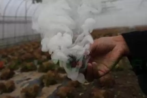 防治病虫害的适宜适期，害虫幼龄期、危险生育期、天敌敏感期适合用药插图15