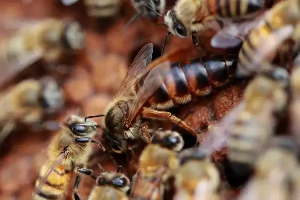 蜂王被围如何解救,可采取喷烟、移标、投水等措施插图2 蜂王被围如何解救,可采取喷烟、移标、投水等措施插图2