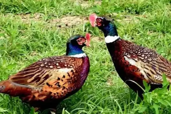 了解养殖野鸡售价的方法和重点?养鸡要做好哪些销售价格调研?插图1 了解养殖野鸡售价的方法和重点?养鸡要做好哪些销售价格调研?插图1