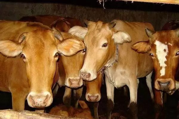 牛的繁殖之道:人工与自然配种的方法与选择插图7 牛的繁殖之道:人工与自然配种的方法与选择插图7