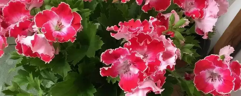 天竺葵在什么季节移栽？确定天竺葵移栽季节要考虑哪些生长周期和环境因素？-会东网