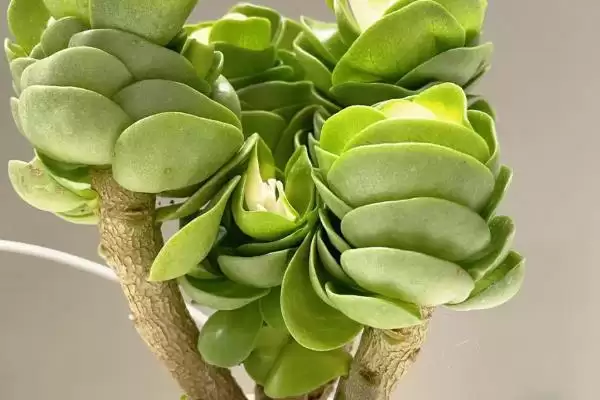 金钱木光杆的处理方法 ,金钱木光杆了该怎么进行处理插图3 金钱木光杆的处理方法 ,金钱木光杆了该怎么进行处理插图3