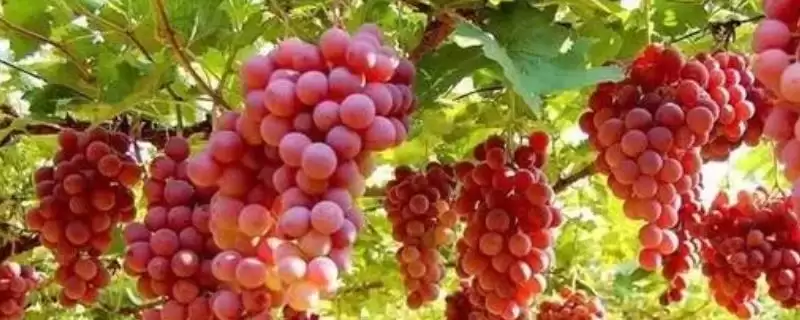 葡萄开花坐果期特点：全年新梢生长快的关键时期-会东网
