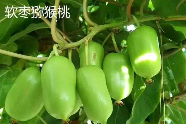 图片[2]-软枣猕猴桃的产地？了解软枣猕猴桃产地要知晓哪些地域信息？-会东网