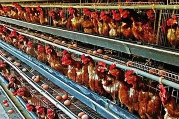 确定养鸡场所需设备的方法和重点？养鸡要做好哪些硬件筹备？插图3