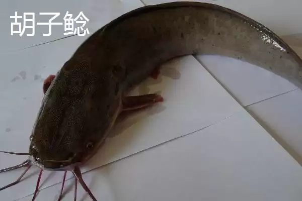 图片[4]-鲶鱼的美食清单：小型鱼类、虾类等食物的诱惑-会东网