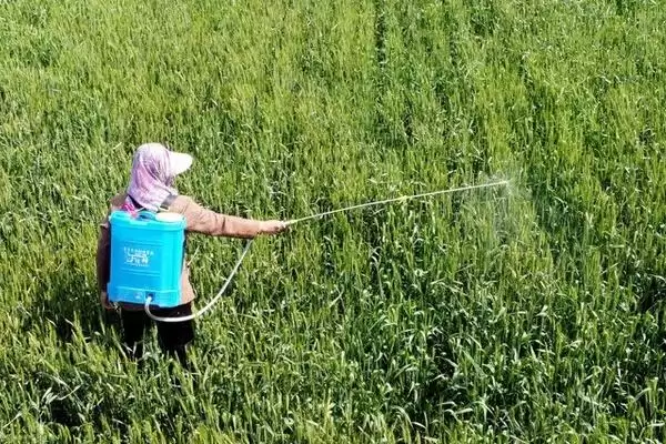 图片[2]-美洲白蛾如何防治，可化学防治、生物防治和物理防治-会东网