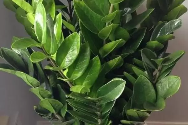 金钱树烂根的处理方法 ,金钱树烂根主要原因及咋处理插图2 金钱树烂根的处理方法 ,金钱树烂根主要原因及咋处理插图2