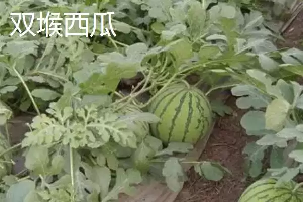 山东临沂市的特色水果,包括蒙阴蜜桃、大店草莓、蒙阴苹果等品种插图5 山东临沂市的特色水果,包括蒙阴蜜桃、大店草莓、蒙阴苹果等品种插图5