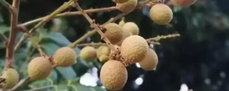 四川泸州市的特色水果？了解四川泸州市特色水果要知晓哪些地域特产信息？-会东网