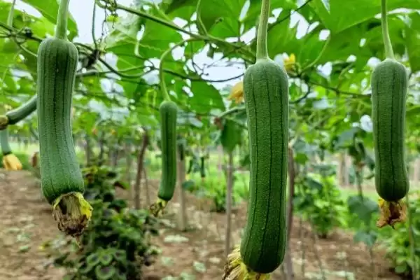 图片[3]-丝瓜高产施肥方法的方法和重点？丝瓜施肥要做好哪些细节达高产？-会东网