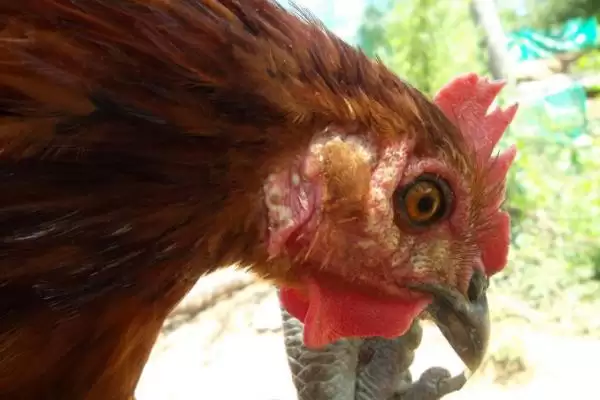 防治鸡痘的方法和重点?养鸡要做好哪些疫病防控措施?插图7 防治鸡痘的方法和重点?养鸡要做好哪些疫病防控措施?插图7