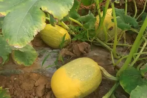 种植金丝绞瓜的方法和重点？种金丝绞瓜要做好哪些细节？插图10