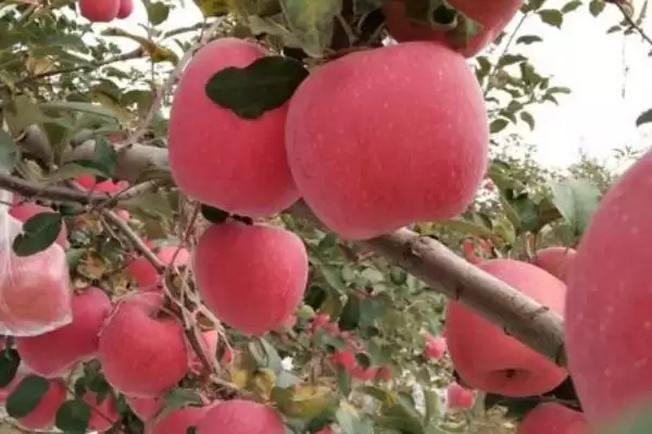 哪里的富士苹果比较好吃,洛川富士苹果海外闻名插图1 哪里的富士苹果比较好吃,洛川富士苹果海外闻名插图1