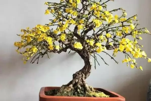 图片[3]-判断迎春花盆景冬天能否放室外的方法和重点？判断迎春花盆景冬天能否放室外要做好哪些细节？-会东网