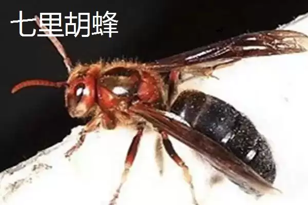 图片[5]-杀人蜂是什么蜂，实际上是多种剧毒蜂类的俗称-会东网