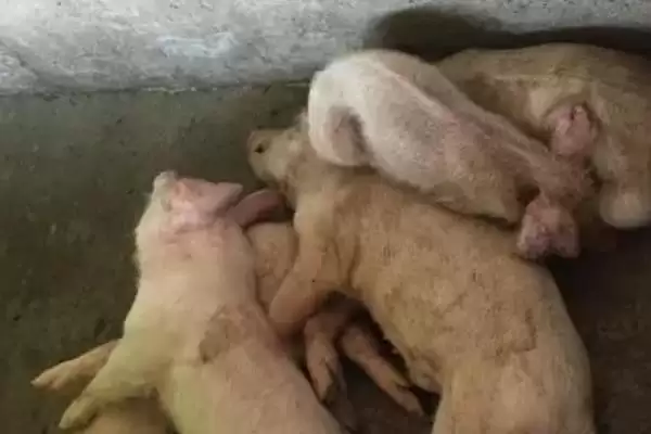 治疗小猪口蹄疫的方法和重点?养猪要做好哪些疫病治疗细节?插图6 治疗小猪口蹄疫的方法和重点?养猪要做好哪些疫病治疗细节?插图6