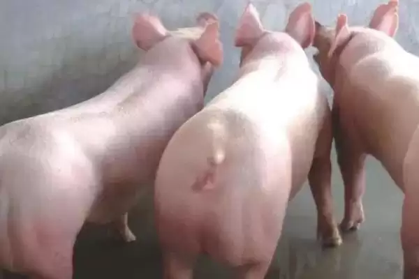 母猪配种的最佳时期是什么时候呢,母猪适宜配种期为排卵前 2-3 小时插图2 母猪配种的最佳时期是什么时候呢,母猪适宜配种期为排卵前 2-3 小时插图2