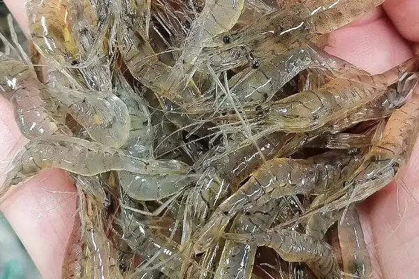 农村种植项目适合选什么,红富士苹果具有可观前景插图5 农村种植项目适合选什么,红富士苹果具有可观前景插图5