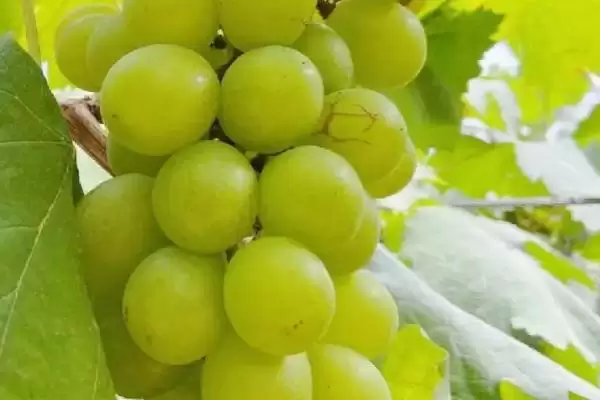 葡萄种类大集合：巨峰葡萄、红提等常见品种介绍插图4