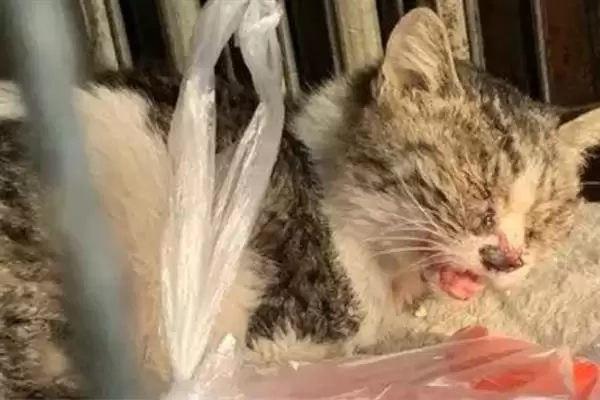 猫异常出血的原因有哪些呢 ,猫血小板异常或血管病致异常出血插图1