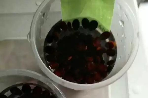 西瓜种子催芽方法的方法和重点?西瓜种子催芽要做好哪些细节?插图2 西瓜种子催芽方法的方法和重点?西瓜种子催芽要做好哪些细节?插图2