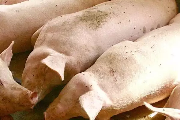 了解猪流感的方法和重点？养猪要做好哪些疫病知识储备细节？插图4