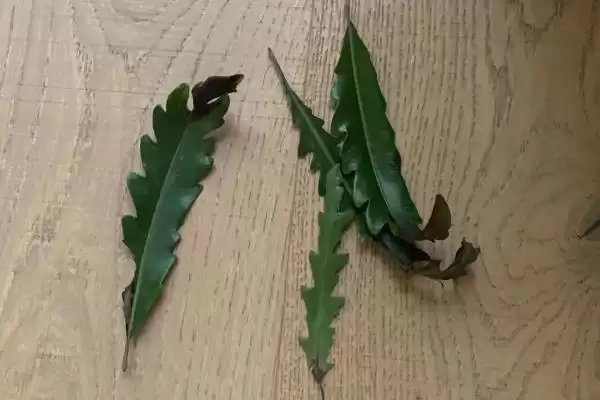 图片[6]-养孔雀木的方法和重点？养孔雀木要做好哪些细节？-会东网