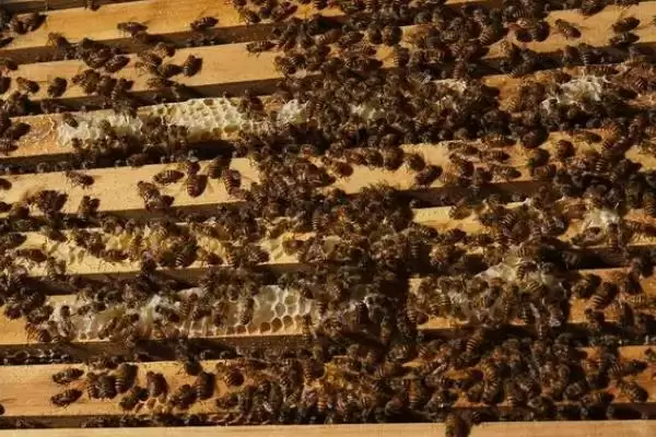 图片[3]-养中蜂的忌讳，最忌乱加巢脾-会东网