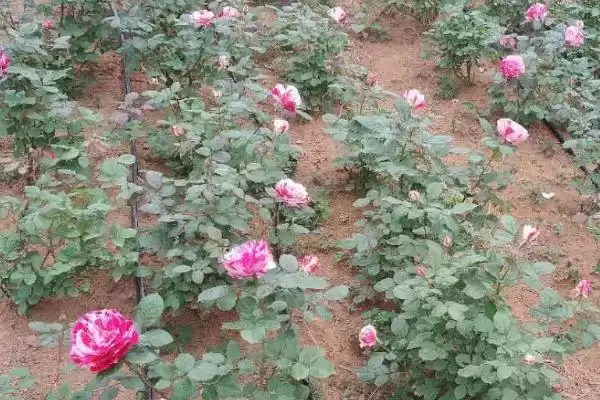 图片[3]-蔷薇种植技巧：夏冬土壤变干再浇水的科学方法-会东网