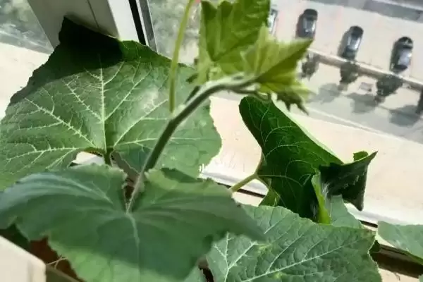 阳台种植南瓜用土深度的方法和重点?阳台种南瓜用土要做好哪些细节?插图6 阳台种植南瓜用土深度的方法和重点?阳台种南瓜用土要做好哪些细节?插图6