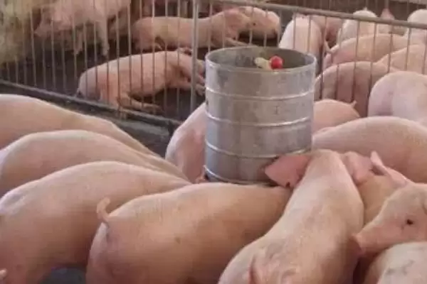 养猪快速增肥的方法和重点？养猪要做好哪些增重管理细节？插图3