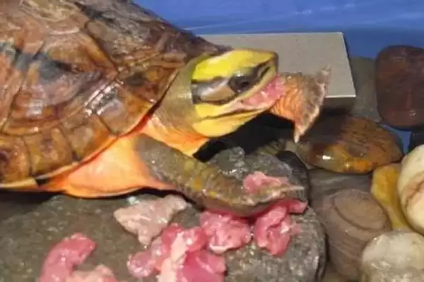 金钱龟的食性 ,金钱龟这种龟类吃肉吗插图1