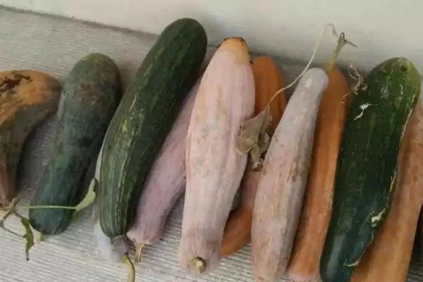 窝瓜冬天保存的方法和重点?保存窝瓜要做好哪些细节?插图1 窝瓜冬天保存的方法和重点?保存窝瓜要做好哪些细节?插图1