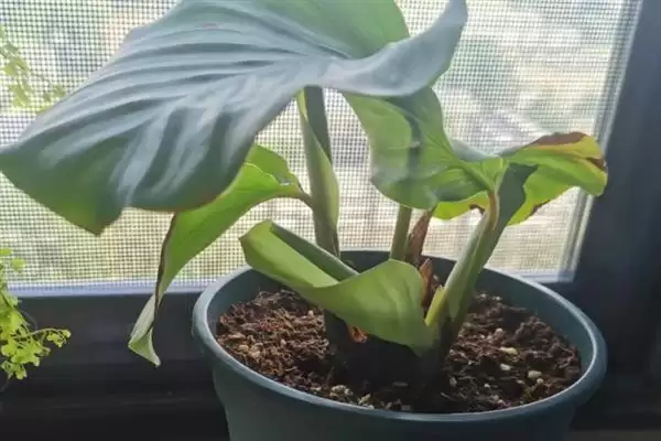 青苹果竹芋怎么养爆盆,在生长期每周施加一次稀薄的有机肥插图1 青苹果竹芋怎么养爆盆,在生长期每周施加一次稀薄的有机肥插图1