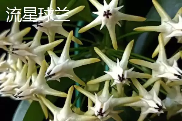 球兰品种颜值大赏：众多品种各有特点的观赏价值插图5