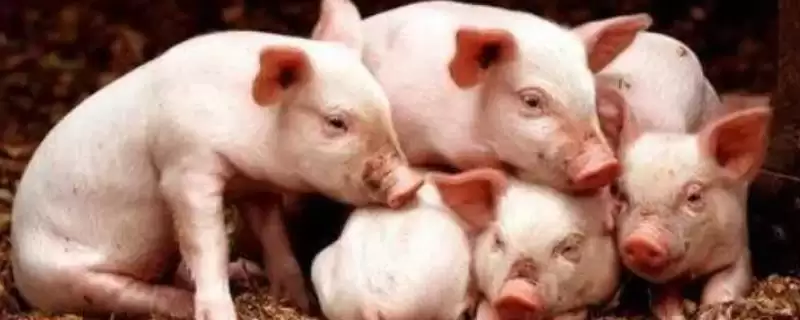 秋冬季节猪呼吸系统染病特点：继发感染的原因及防治-会东网