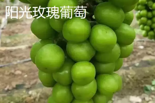 葡萄成熟季节揭秘:南方6-7月份的丰收时刻插图3 葡萄成熟季节揭秘:南方6-7月份的丰收时刻插图3