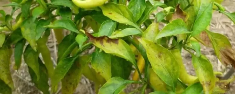 辣椒落叶的原因 ,哪些不适因素会导致辣椒落叶呢?-会东网