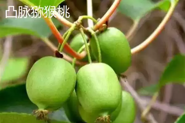 图片[4]-软枣猕猴桃的产地？了解软枣猕猴桃产地要知晓哪些地域信息？-会东网
