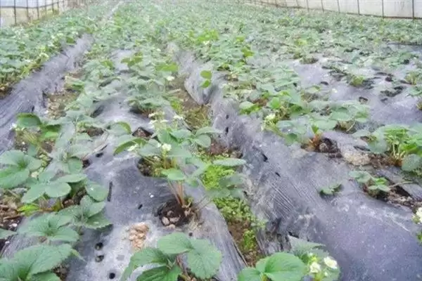 图片[4]-如何培育草莓种苗，畦面要保持疏松无草-会东网