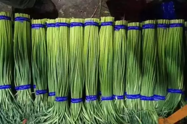 图片[4]-蒜苔的产地？了解蒜苔产地要知晓哪些主要的地域分布和种植环境信息？-会东网