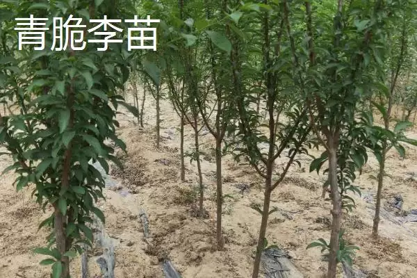 图片[4]-李子树苗有哪些好品种，蜂糖李、青脆李等品种均可选择-会东网