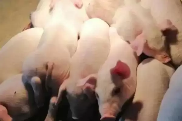 避免猪咬架的方法和重点?养猪要做好哪些猪群关系管理细节?插图2 避免猪咬架的方法和重点?养猪要做好哪些猪群关系管理细节?插图2