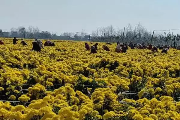 图片[3]-菊花室内越冬方法 ,菊花在室内越冬要做好什么措施？-会东网