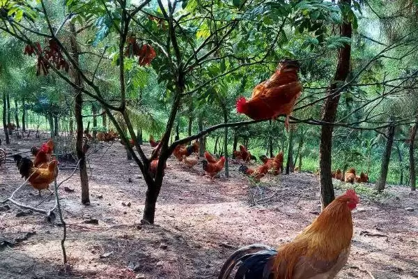 掌握散养鸡管理技术的方法和重点?养鸡要做好哪些散养管理?插图1 掌握散养鸡管理技术的方法和重点?养鸡要做好哪些散养管理?插图1