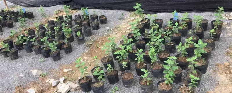 菊花种子的育苗方法 ,菊花种子在春季何时育苗为佳呢?插图 菊花种子的育苗方法 ,菊花种子在春季何时育苗为佳呢?插图