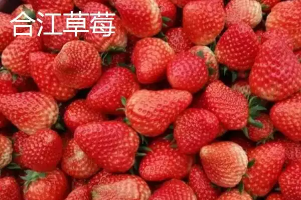 图片[7]-四川泸州市的特色水果？了解四川泸州市特色水果要知晓哪些地域特产信息？-会东网