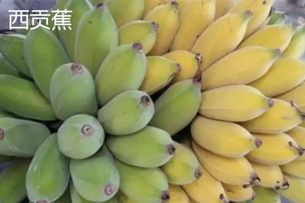 图片[4]-认识优质好吃香蕉品种的方法和重点？认识优质好吃香蕉品种要做好哪些细节？-会东网